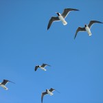 Möven begleiten die Ausflugsboote - Giftun Inseln - Hurghada