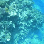Tauchen und Schnorcheln an den Riffen der Giftun Inseln - Hurghada