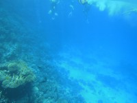 Tauchen und Schnorcheln bei einem Tauchausflug am Banana Reef - Giftun - Hurghada